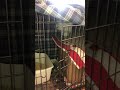 Escape Artist Stray Cat Tux Is Channeling His Inner Houdini