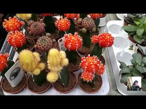 Комнатные цветы в Леруа Мерлен.Обзор цен на комнатные цветы.