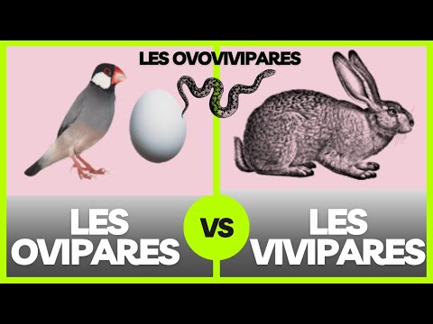 Les ovipares, les vivipares et les ovovivipares : explication.