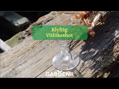 Klyftig vitlöksshot - Trädgårdshacks med GardenR