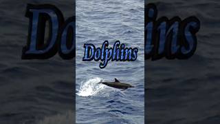 🐬 Dolphins alongside Ship 🚢 #Shorts
