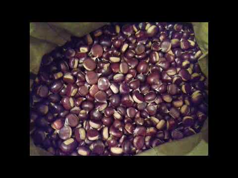Поездка за каштанами 29 09 20
