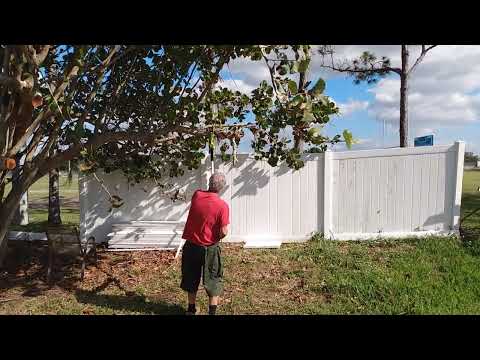 Sun Joe 24V MAX 8 inch Cordless Pole Chain Saw cutting a BRANCH