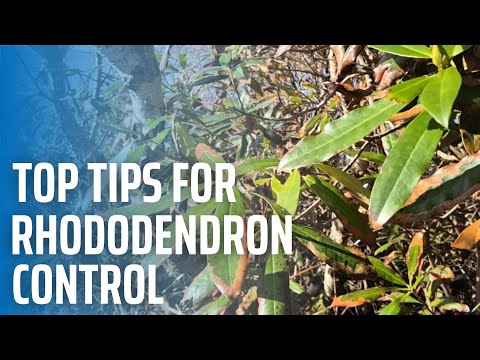 Top tips for Rhododendron Control