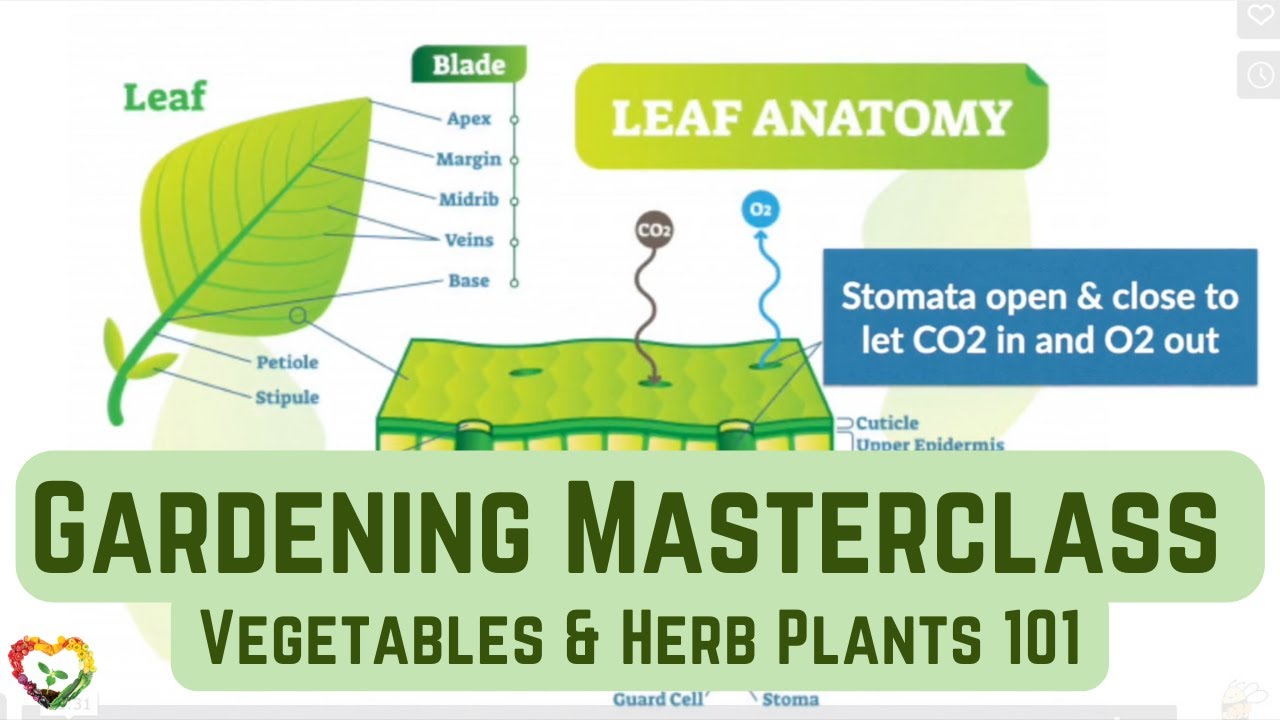 Vegetables & Herb Plants 101: Plant Biology and Lifecycle