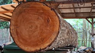 giant curved redwood logs worth tens of millions of dollars at the sawmill