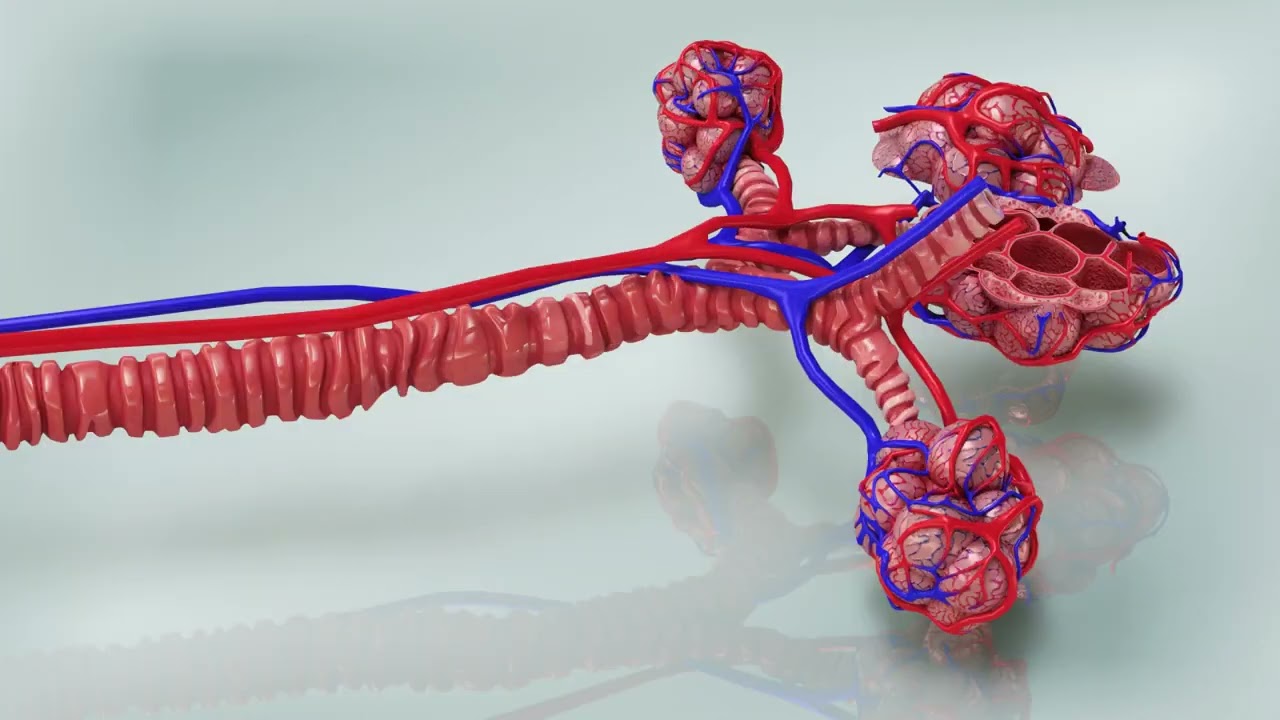 Alveoli - Sezione trasversale Modello 3D