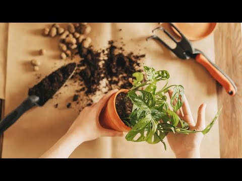 Garden Soil vs. Potting Soil: What's the Difference?