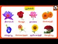 பூக்கள் Learn Flower Names In Tamil 50 பூக்களின் பெயர்க�