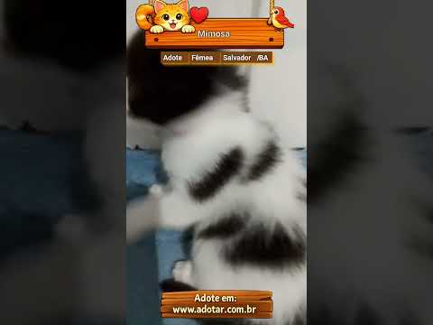 Vídeo de Mimosa e Bella