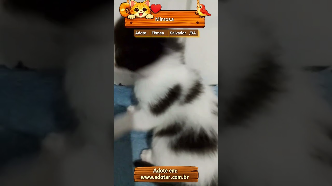 Gato raça SRD idade 2 a 6 meses nome Mimosa