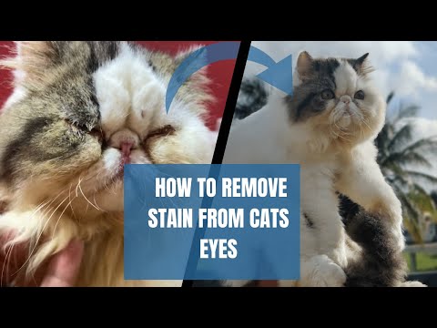How to clean persian cats eyes | How to remove stain from cats eyes | Cleaning of yellow stain #cats