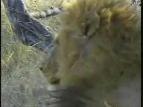 Lions on Djuma PM Drive 07/14/07 - 2