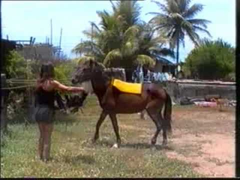 Bamboleo, der wilde Hengst