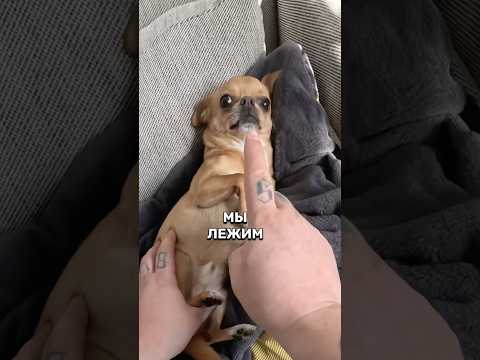 не время спать #рыжий #собака #друг #доставка #курьер #мини