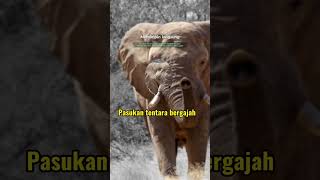 Download lagu Pasukan Abrahah HANCUR | Burung Ababil membawa batu di moncongnya #short #youtube #shorts #palestine mp3