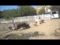 Gentle Barn - A Pigs Last Day Becomes His First Day