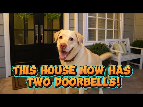 Millions of Dogs Sit. Mine Rings a Doorbell for Her Favorite Human