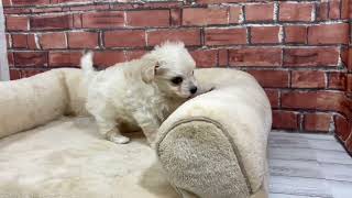 ハーフ犬の動画01