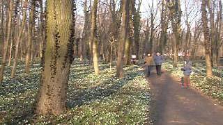 preview picture of video 'Hóvirágszőnyeg az Alcsúti arborétumban / Snowdrop carpet in Alcsút Arboretum'
