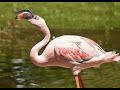 THE LESSER FLAMINGO
