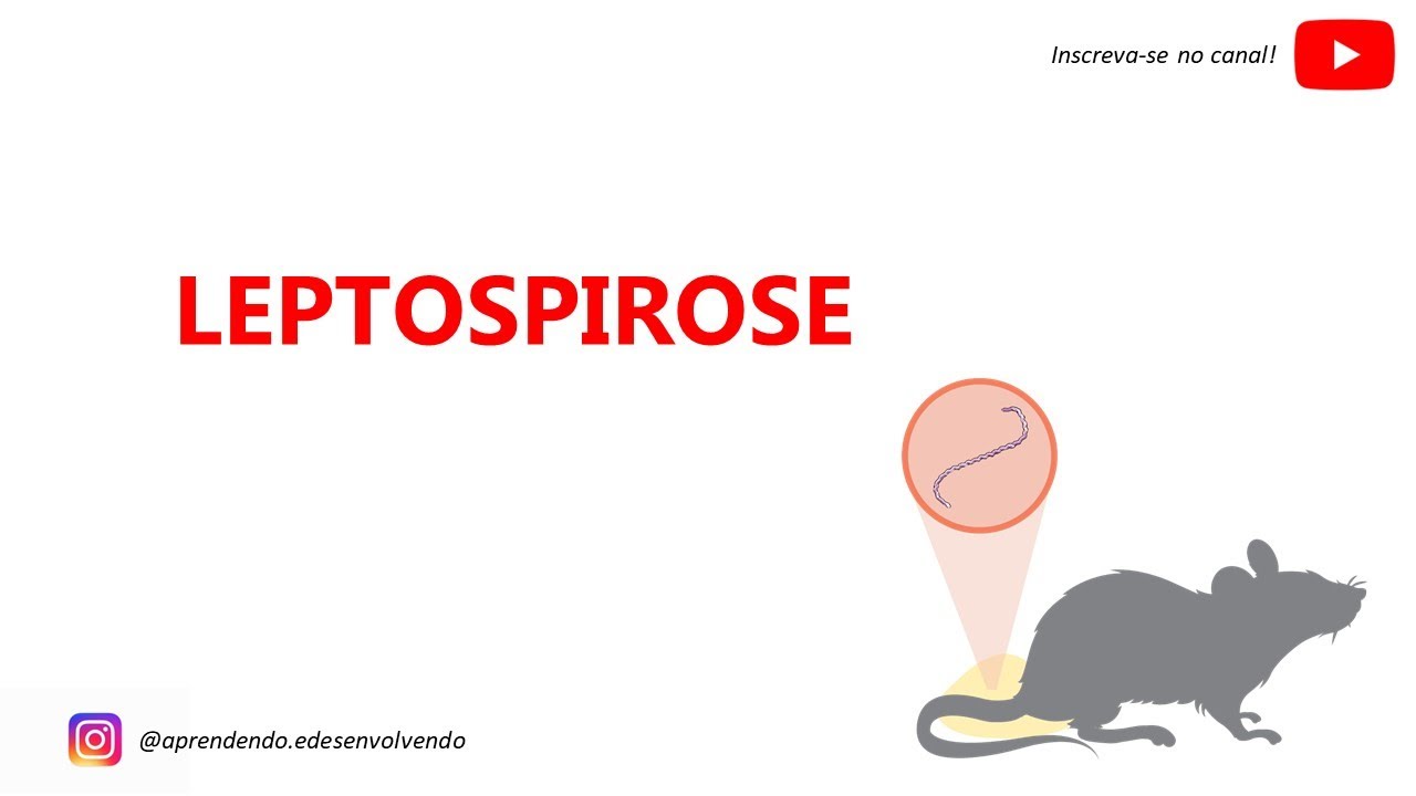 LEPTOSPIROSE - Tudo o que você precisa saber.