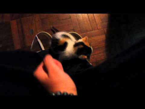 Sweetiest cat in the world  =3