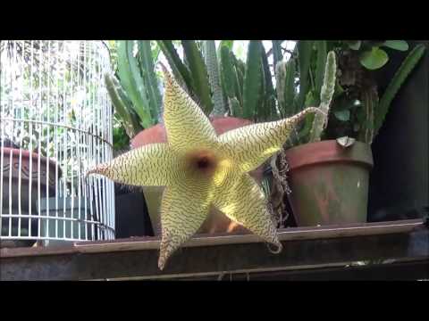 image-How do you get a starfish cactus to bloom?