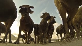 preview picture of video 'Herd of Water Buffalo Tramples a GoPro on a beach in Indonesia'