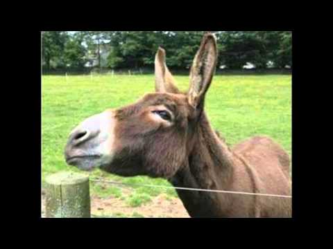 Асен Шакрачки - Гана си обувки стягаше