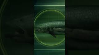 A man got attacked by a 4-foot-long sea lamprey! | River Monsters | Animal Planet #shorts by Animal Planet