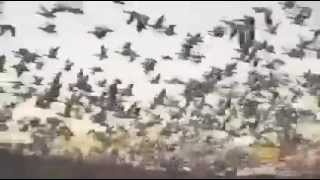 Cynic - Integral... Birth