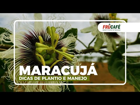 Maracujá, Dicas de Plantio e Manejo com Especialista no Assunto.