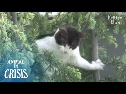 Bullied Cat Wants To Jump Off From The Tree | Animal in Crisis EP231