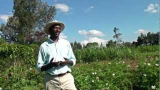 Introduction Seedpotatotoes Kenya | The Netherlands