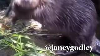 Beavers from Glasgow Video