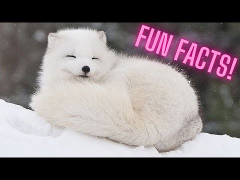 ARCTIC FOX | Animal Fun Facts | (For Kids)