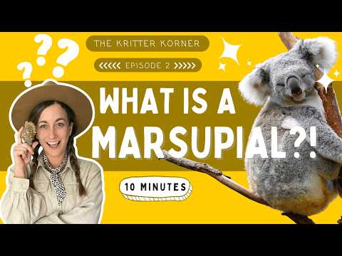 What Is a Marsupial? | Australian Animal Safari for Kids | The Kritter Korner