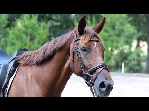 Diana (Dresemann x Rosenkavalier)