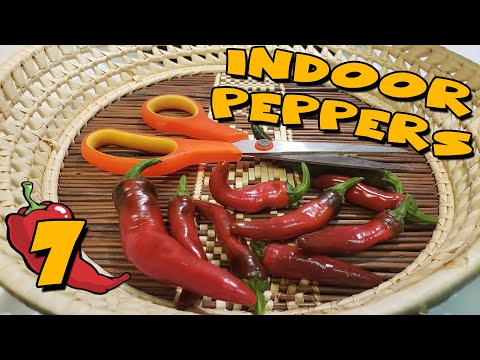 Growing HOT PEPPERS Indoors - Ep.7 - First Harvest