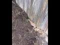 Dogs digging hole under fence.