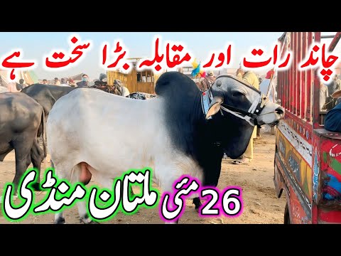 Today Multan Cow Mandi 2026 Video | Sahiwal Brahman Cholistani Bachre | Qurbani 2026 Cows Price 2026