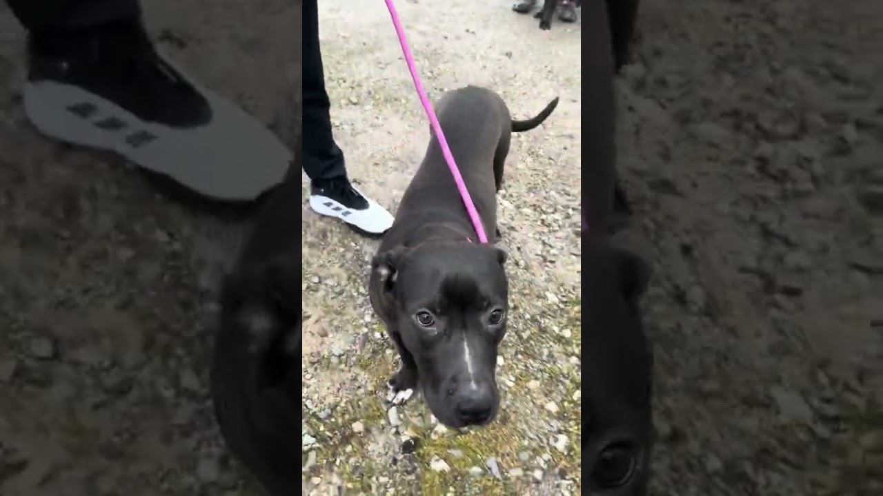 Lizzie, a Adoptable mixed breed in Watertown, CT video 5/5