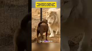 Download lagu Kisah Seekor Anjing Merawat Singa jantan Ketika Kecil ‼️#sedih #shorts #viral mp3 Download lagu Kisah Seekor Anjing Merawat Singa jantan Ketika Kecil ‼️#sedih #shorts #viral mp3