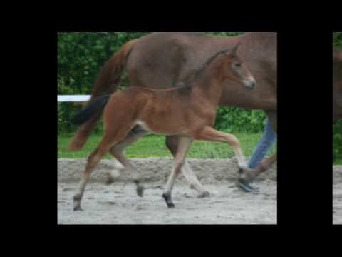 Hengstfohlen von Damsey - Rubin Royal