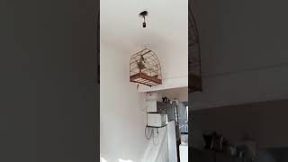 Curió segredo goiana clássico c/repetição