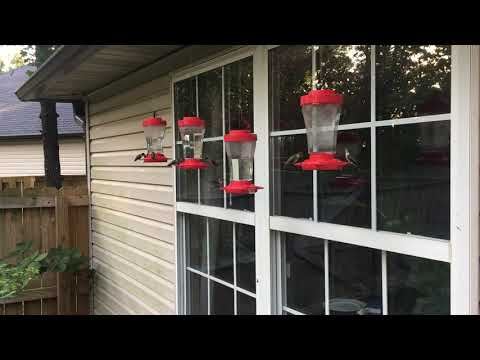 Early morning feeding frenzy August 16, 2020.