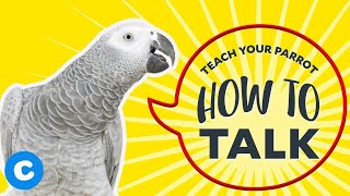 Teach Your Parrot How to Talk | Chewy