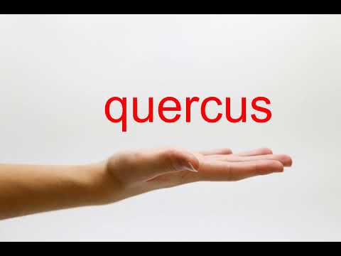 How to Pronounce quercus - American English