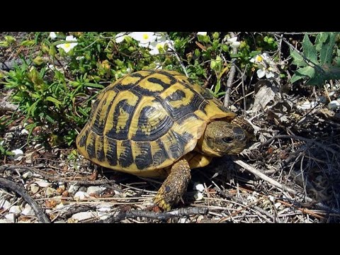 Trafiku i ri Shqipëri-Itali po lulëzon në heshtje, breshkat e tokës shiten nga 60-2000 euro